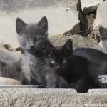 four feral kittens