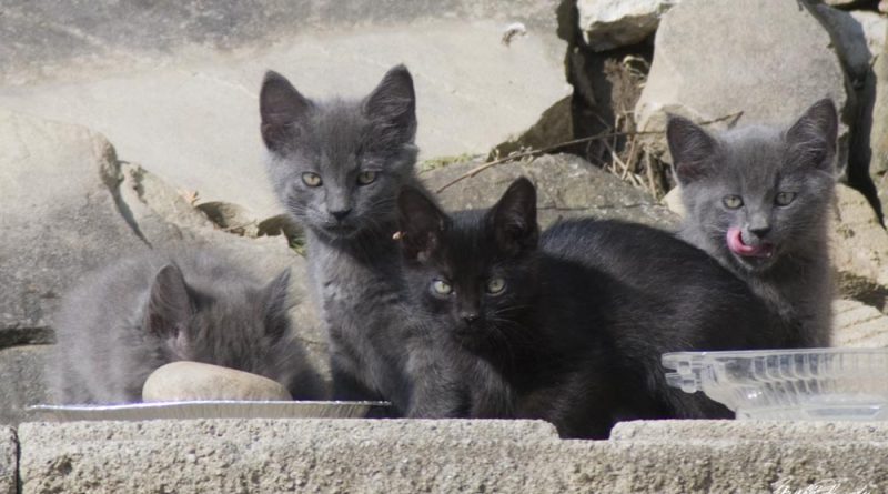 four feral kittens