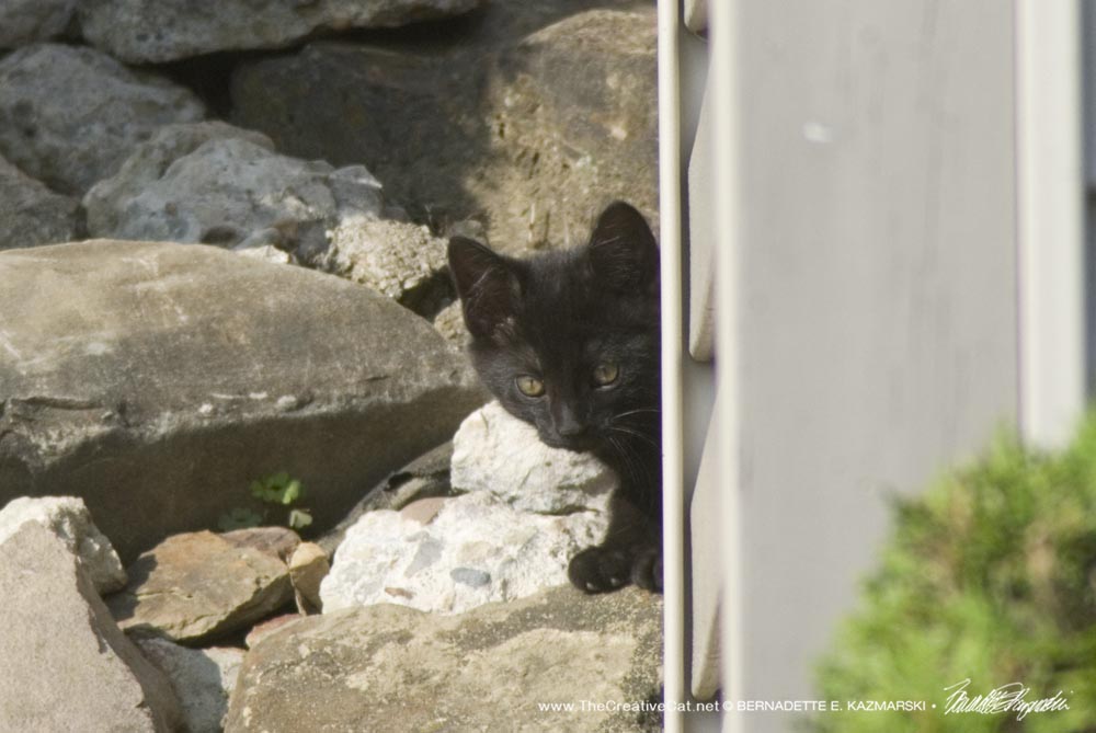 black kitten peeking