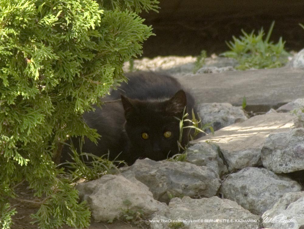 black kitten in shade
