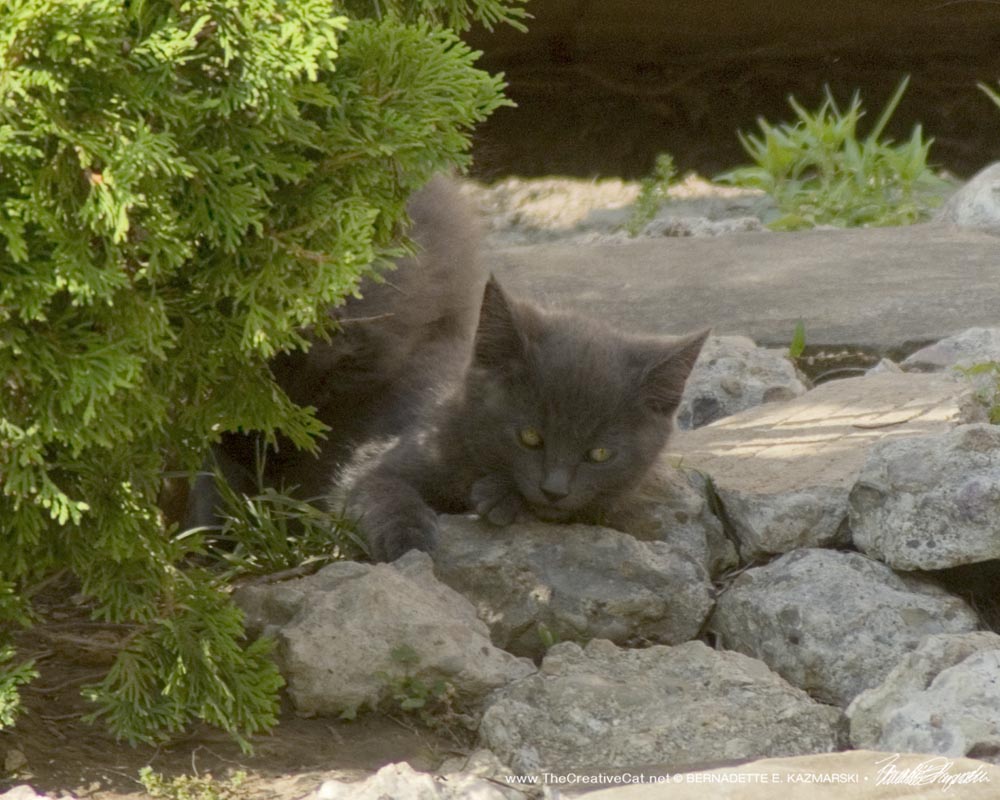 gray kitten in the shade