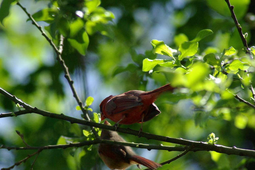 "Father's Day", a father and daughter cardinal, on father's day.