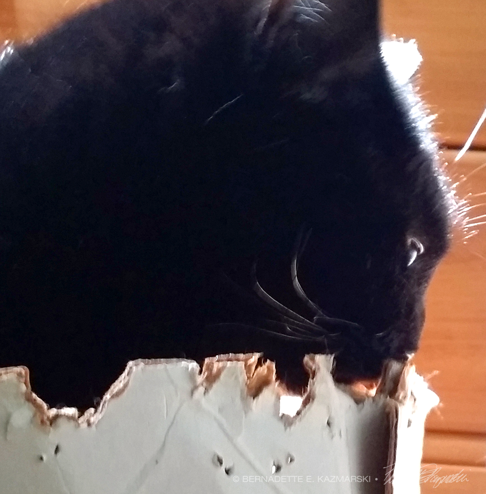 black cat in box