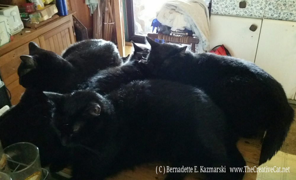 When the Four get together, they kind of absorb the light. They will be nine next month, but they still sleep in a heap like they did as kittens.