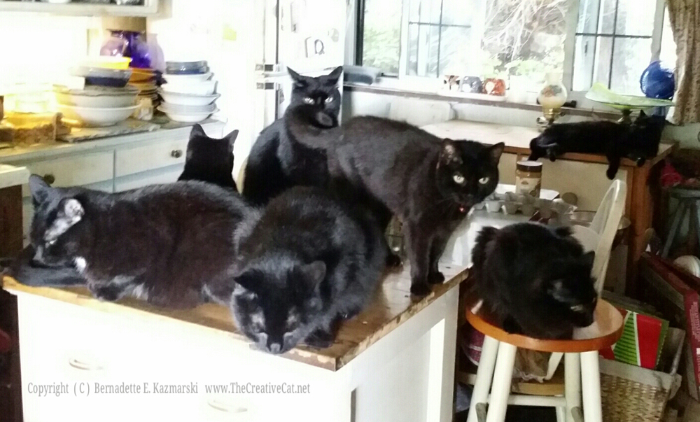 Happy Sunday from the Seven Samurai Housepanthers! We've been supervising our person as she cleans our fountain. This is very important work and must be done to our specifications.