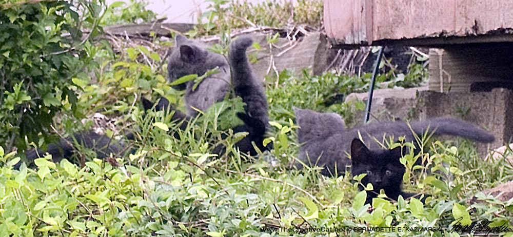 five feral kittens in the grass