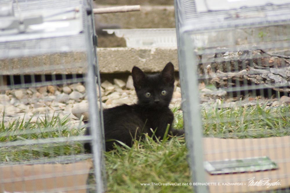 black kitten with traps 
