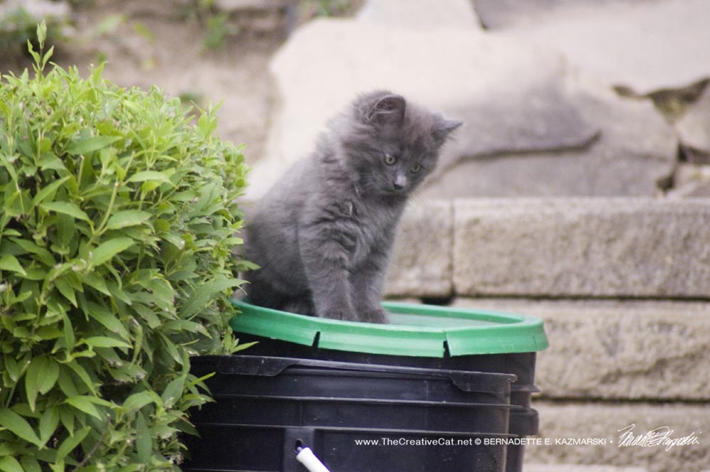 gray kitten on bucket