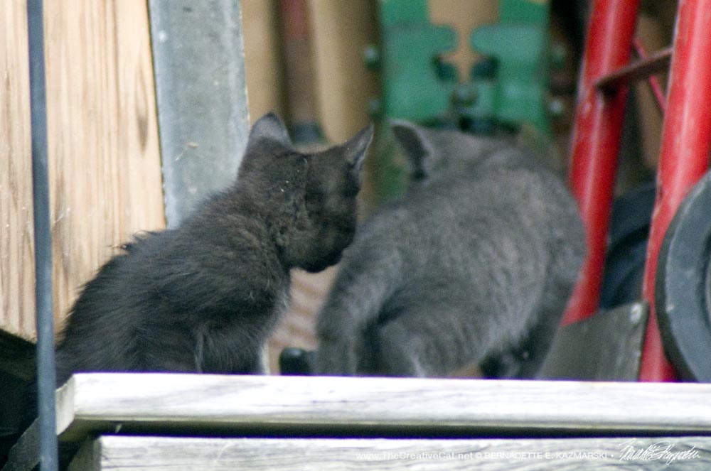 two kittens in shed