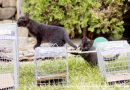 two black kittens with traps