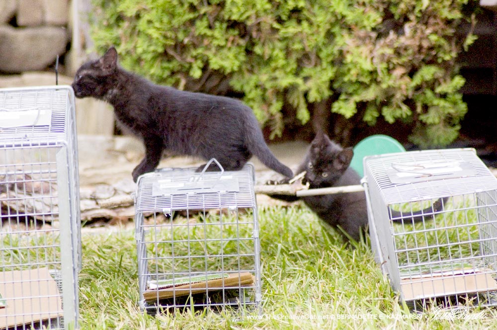 two black kittens with traps