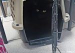 black cat in carrier