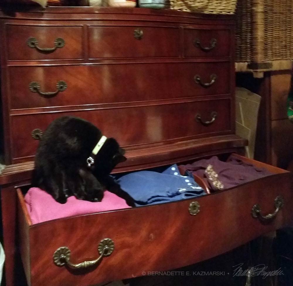black cat in drawer
