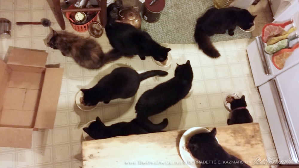 Eight cats at dinner.
