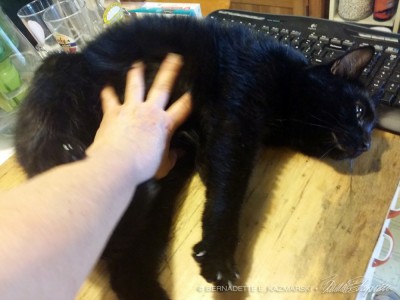 black cat getting belly rub
