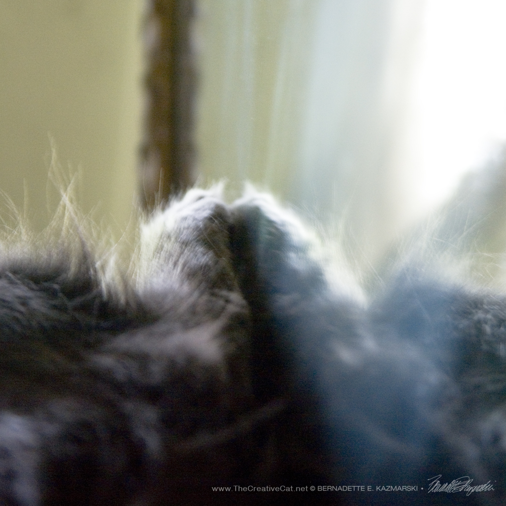 It's Tuesday Toesday and this means that Ophelia is lying on her back with her toes on the mirror.