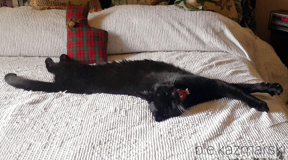 black cat stretched out on bed