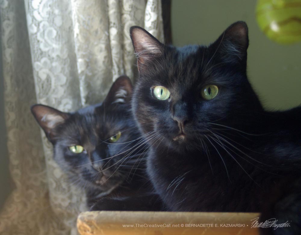     Mewsette and Jelly Bean model their green eyes.