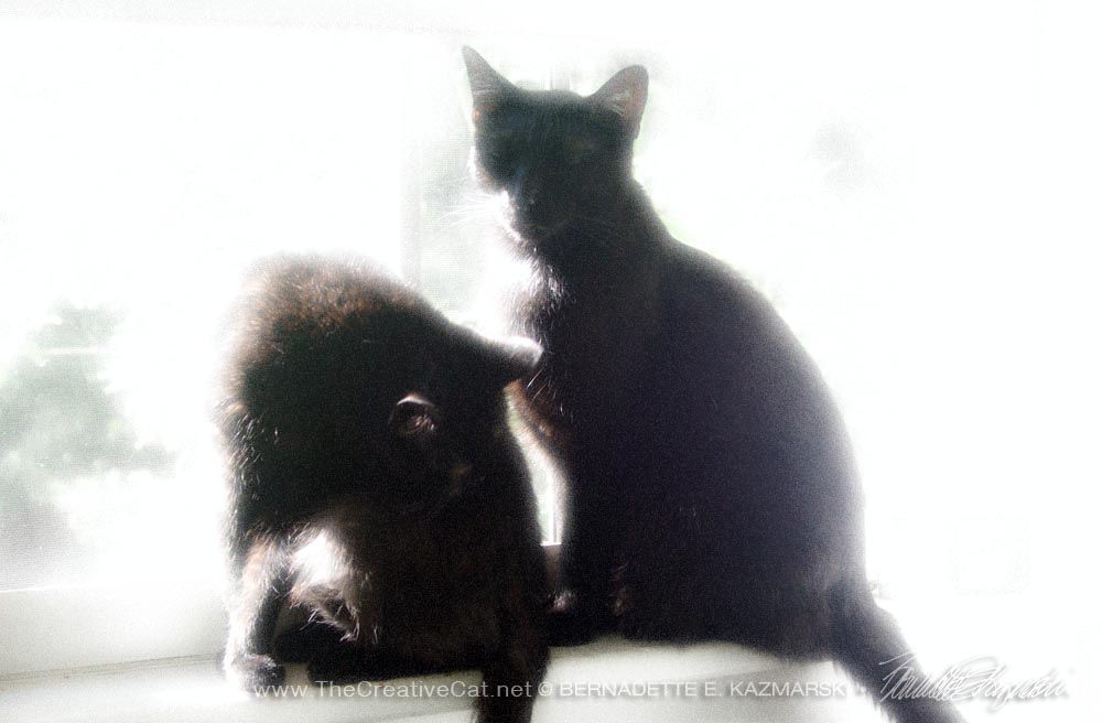 two black cats on windowsill