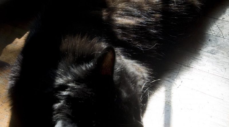 black cat in window shadows