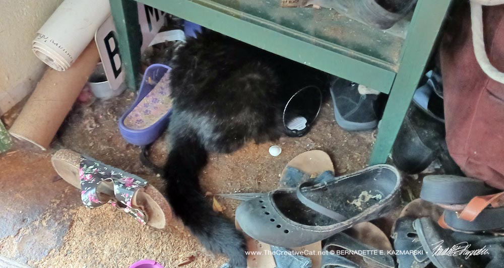 black cat under table