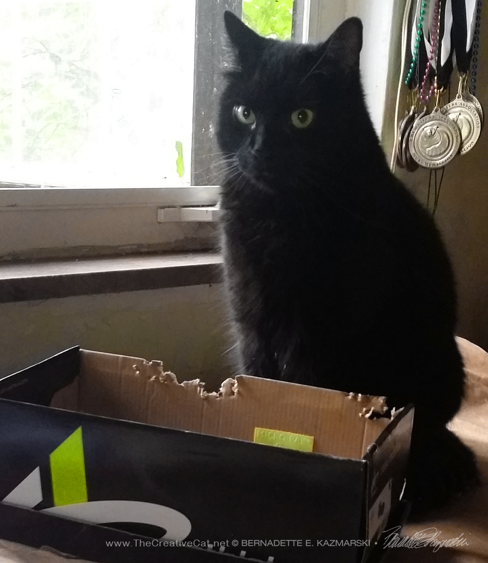 black cat with shoebox
