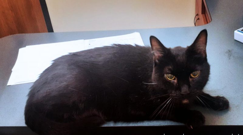 black cat at veterinary office