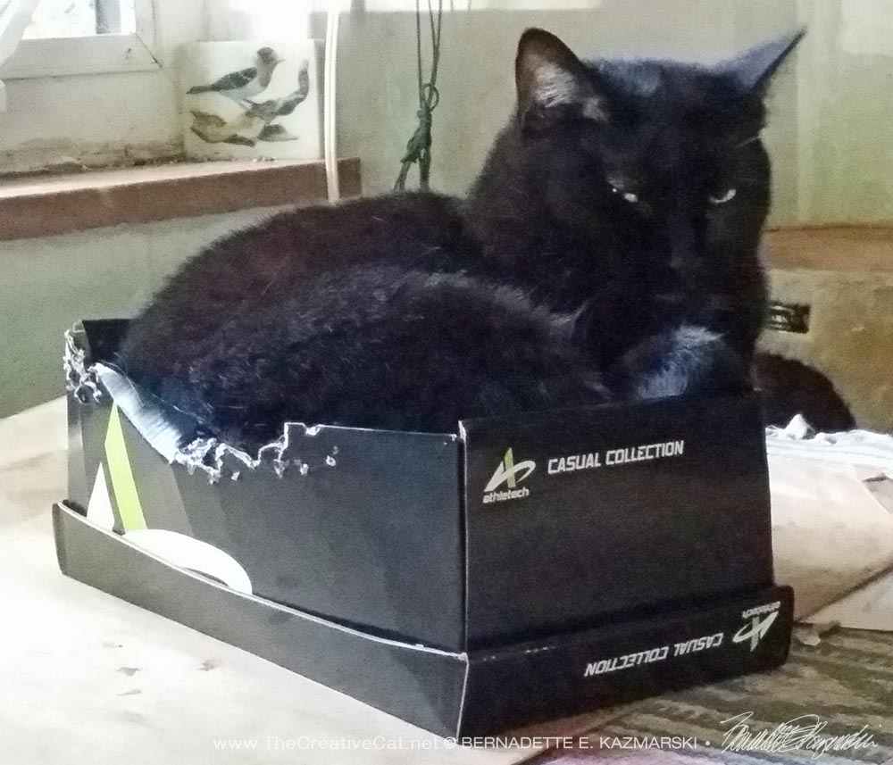 black cat in shoe box