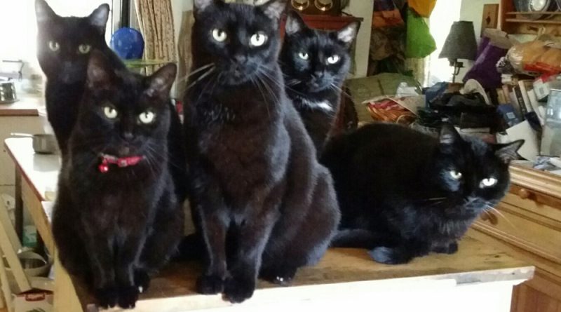 It's such a beautiful morning we have to pose for a family portrait. From left: Mr. Sunshine, Mimi, Giuseppe, Jelly Bean, Mewsette.