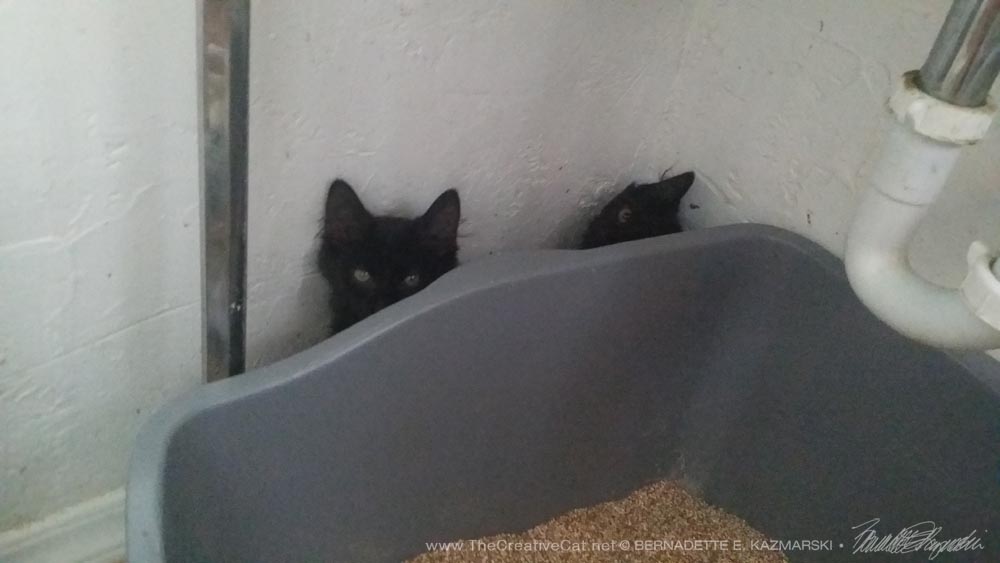 What would frightened kittens do if not for litterboxes to hide behind?