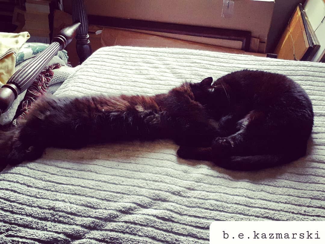two black cats on bed