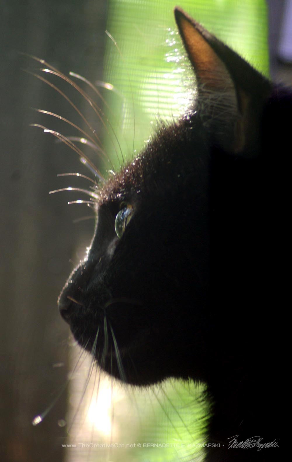black cat profile