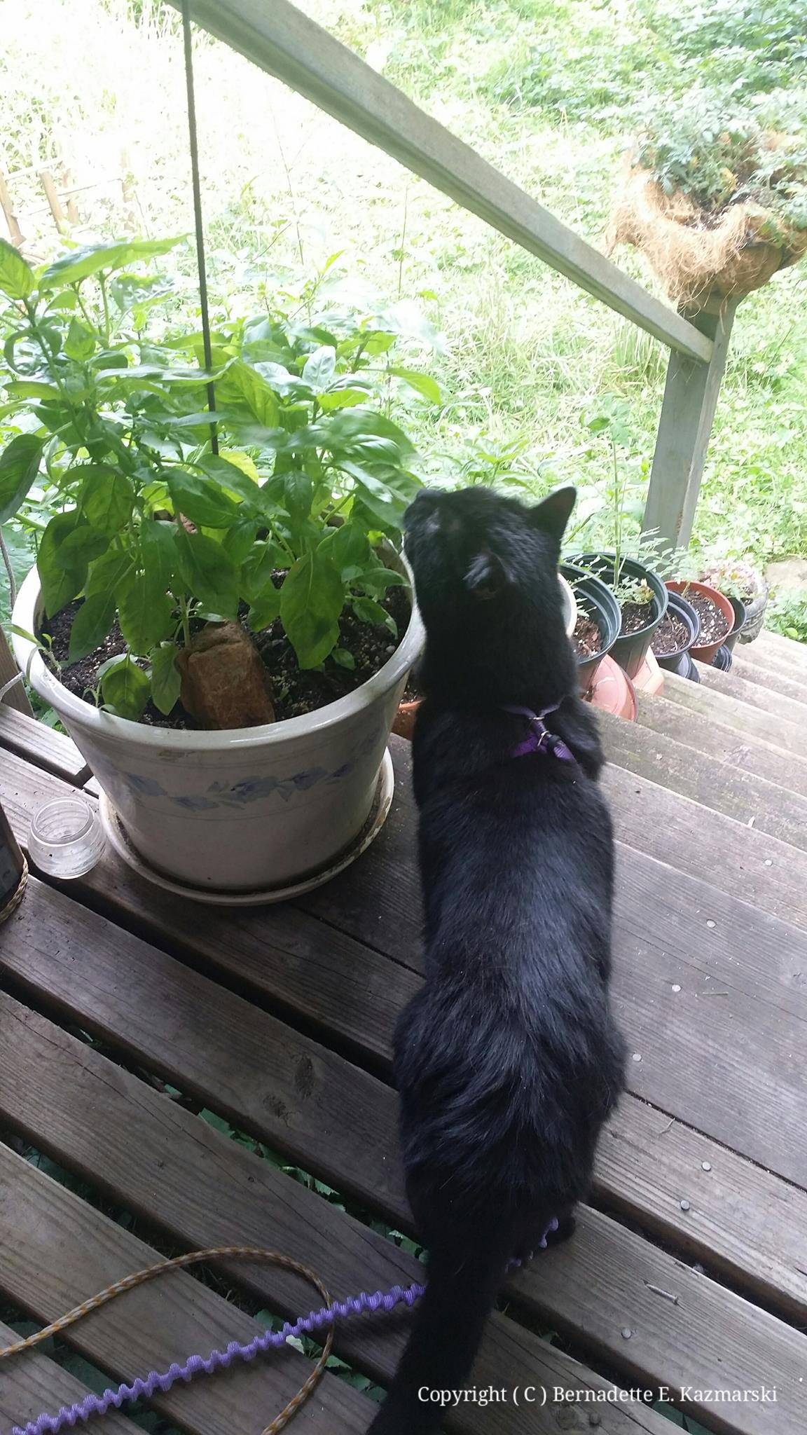 Mewsette has joined us this afternoon and of all things has found the parsley and basil--she already ate all the plants I used to have in the house.