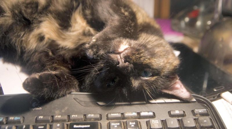 tortoiseshell cat on desk