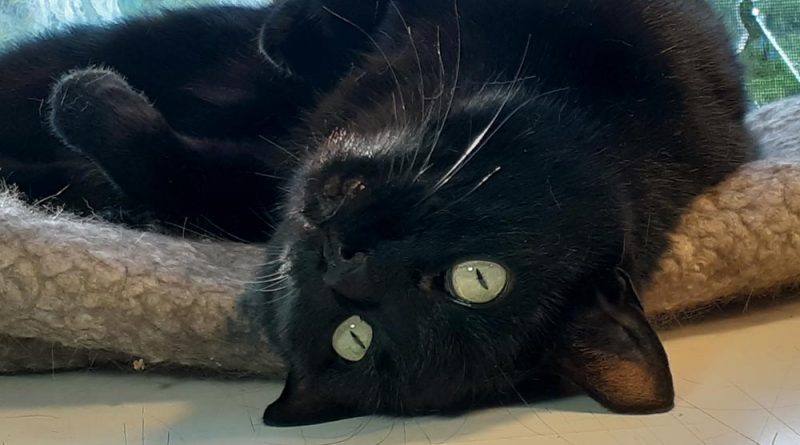 black cat looking with head upside down