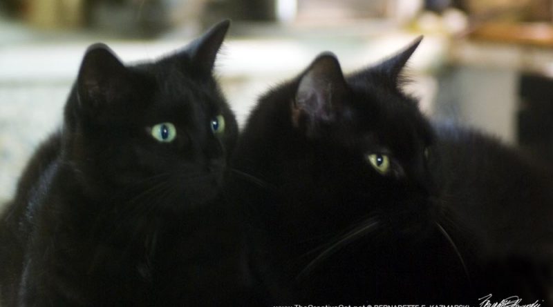 two black cats