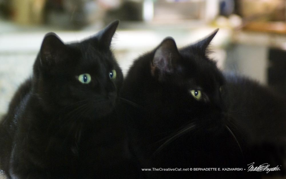 two black cats 