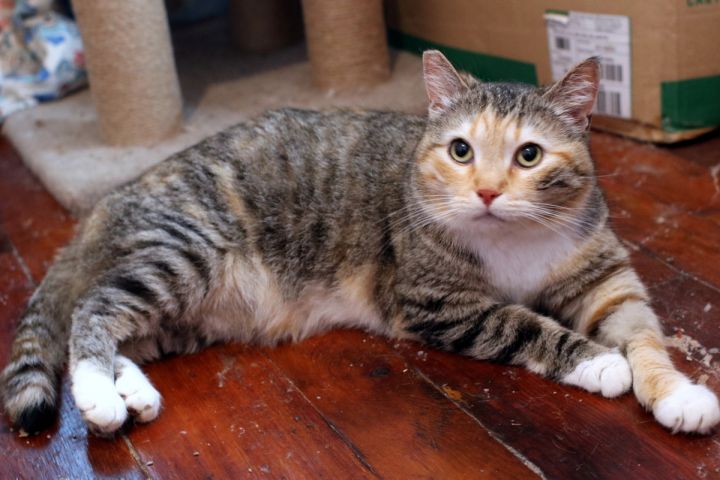 tabico cat for adoption