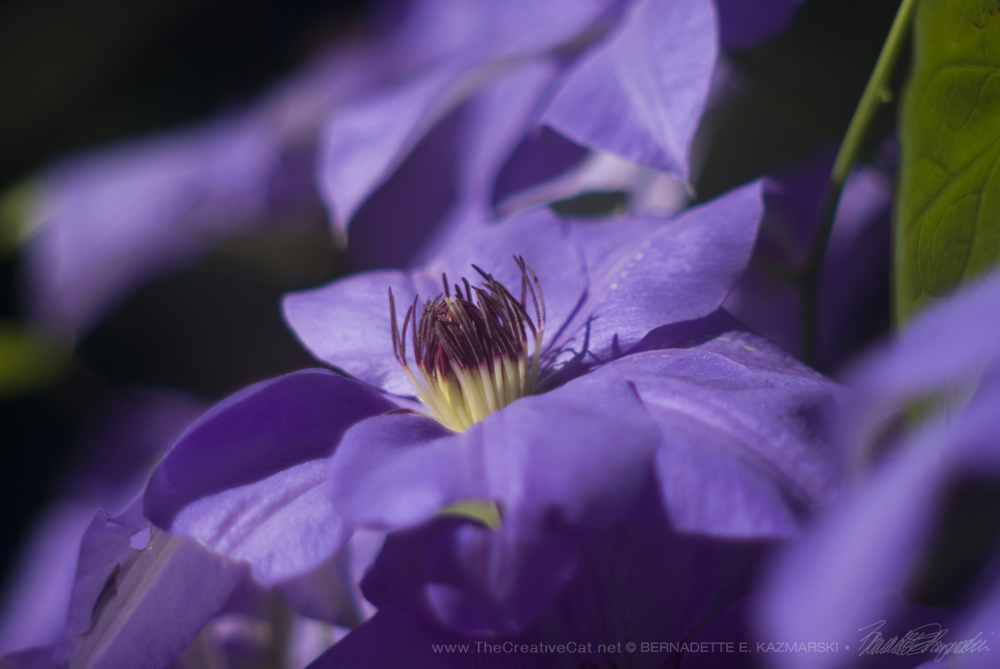 Clematis flower, closeup.
