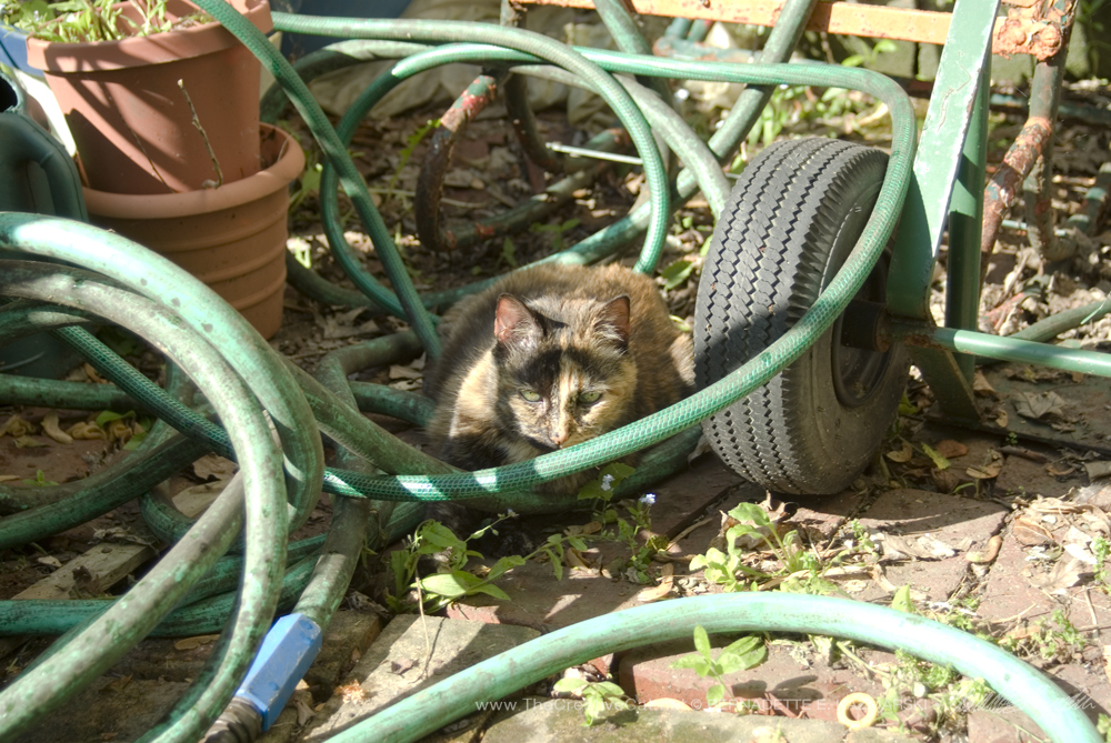 Cookie nestling into the garden hose.