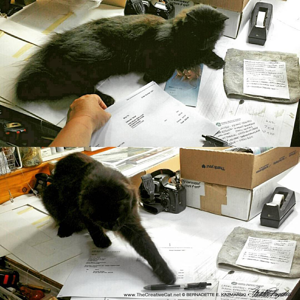 Hamlet is determined to be a studio cat, because pens are irresistible. 