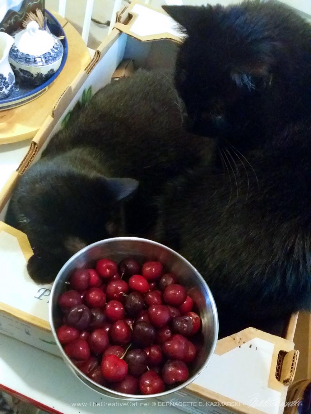 two black cats with bowl of cherries
