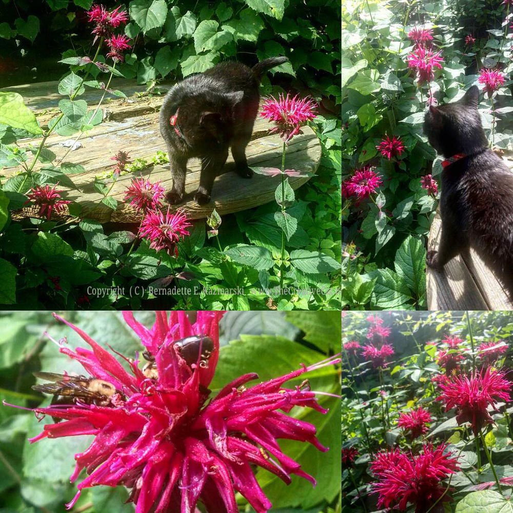 A collage of Mimi with the bee balm this morning. 