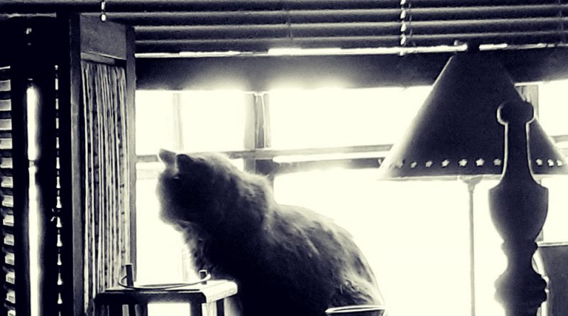 cat silhouette at window black and white photo