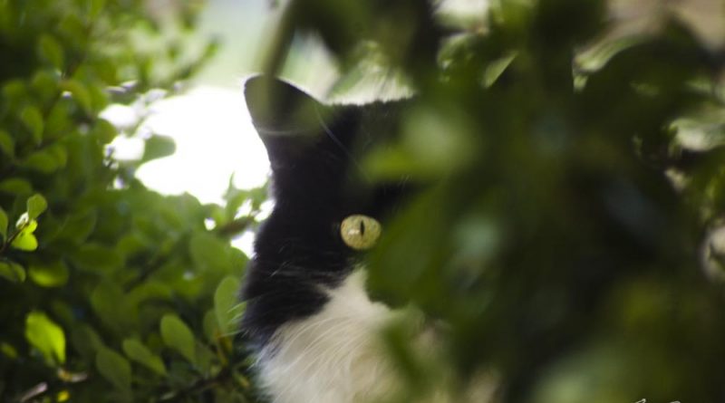 black and white cat in bushes