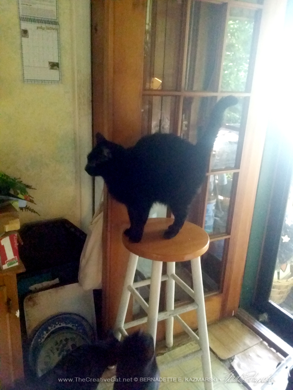 black cat on stool