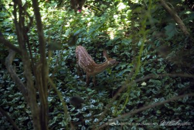 The fawn walking along my footpath in the rock garden.