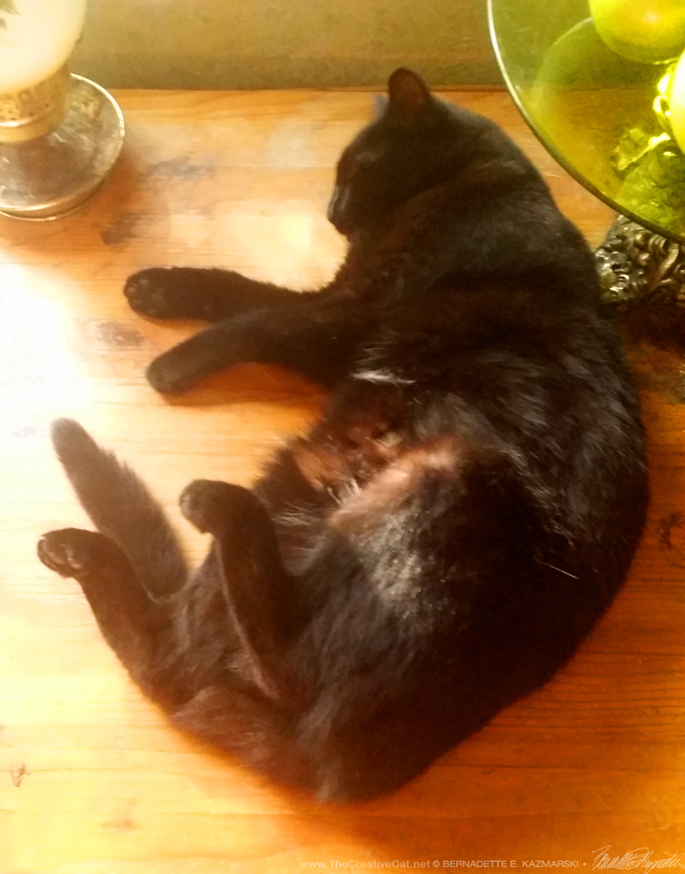 Bella sunning her belly.