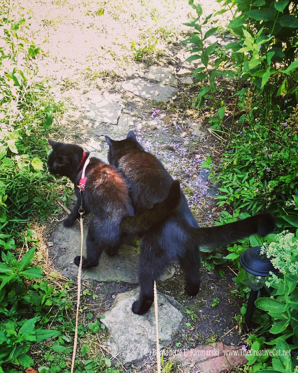Mimi and Mewsette hurrying outside.