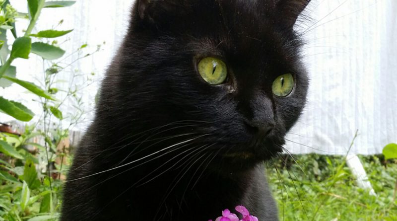 Mewsette with her green eyes and pink flower.